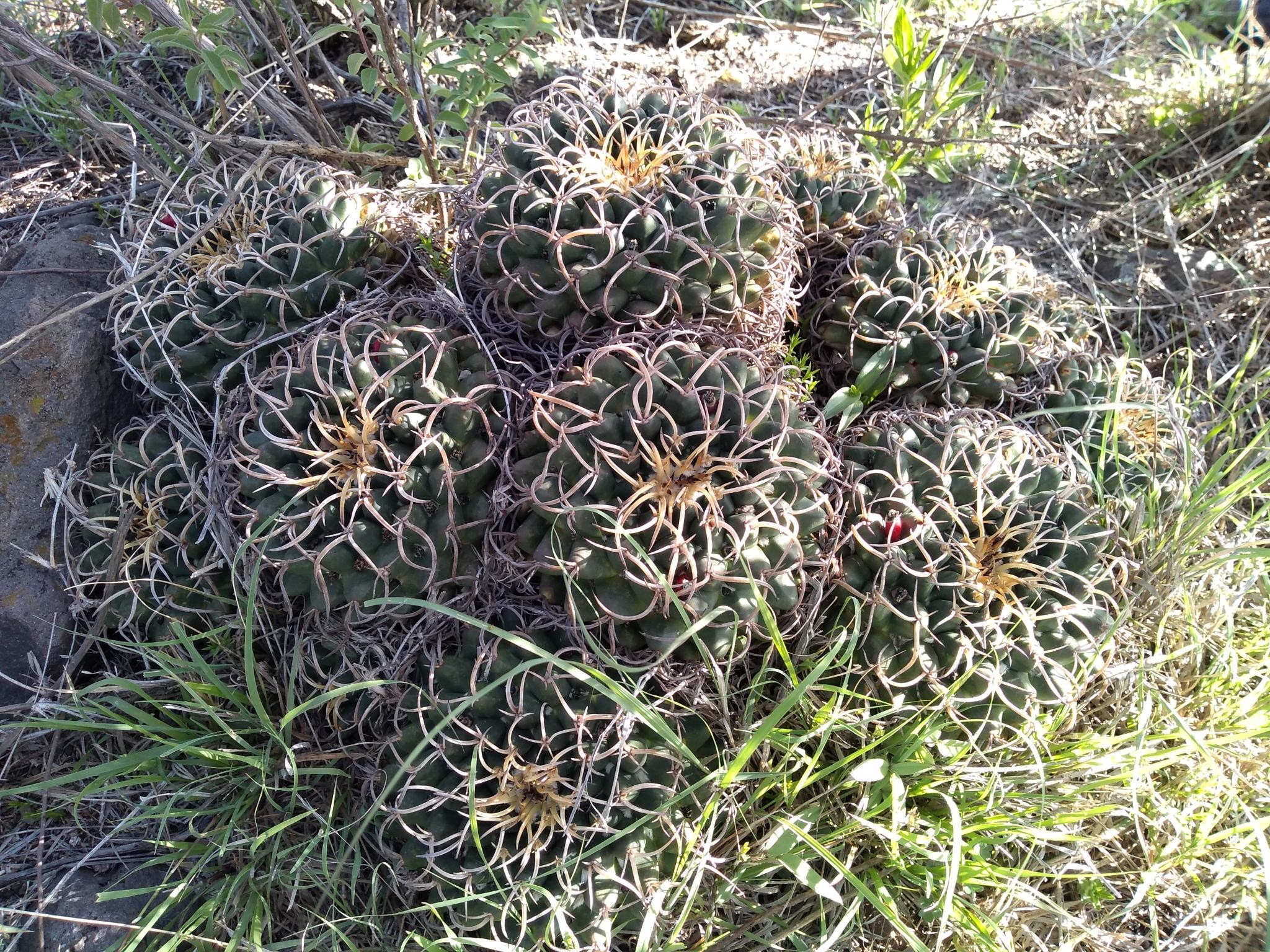 Mammillaria magnimamma